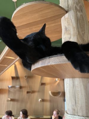   at Katzentempel - Leipzig Mitte in Leipzig