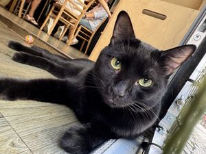 cat  at Katzentempel - Leipzig Mitte in Leipzig