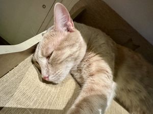 sleepy cat 2  at Katzentempel - Leipzig Mitte in Leipzig