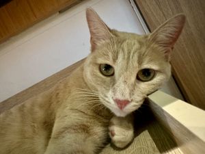 cat  at Katzentempel - Leipzig Mitte in Leipzig