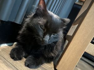 cat  at Katzentempel - Leipzig Mitte in Leipzig