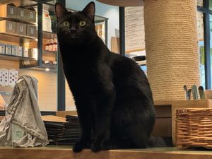 cat  at Katzentempel - Leipzig Mitte in Leipzig