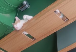  at Katzentempel - Leipzig Mitte in Leipzig