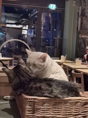  at Katzentempel - Leipzig Mitte in Leipzig