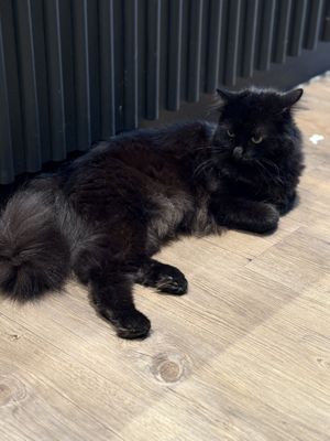   at Katzentempel - Leipzig Mitte in Leipzig