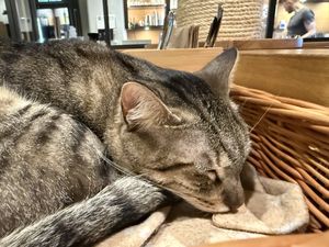 cat #Veganuary at Katzentempel - Leipzig Mitte in Leipzig