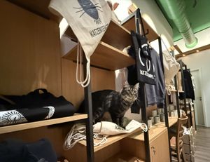 cat & merch #Veganuary at Katzentempel - Leipzig Mitte in Leipzig