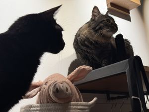 cats & pig #Veganuary at Katzentempel - Leipzig Mitte in Leipzig