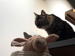 oink #Veganuary at Katzentempel - Leipzig Mitte in Leipzig