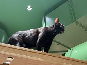 lion king #Veganuary at Katzentempel - Leipzig Mitte in Leipzig