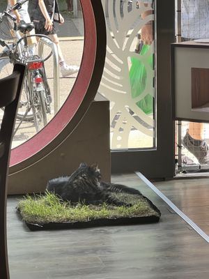   at Katzentempel - Leipzig Mitte in Leipzig