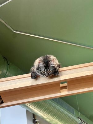   at Katzentempel - Leipzig Mitte in Leipzig