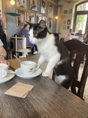   at Katzentempel - Leipzig Mitte in Leipzig