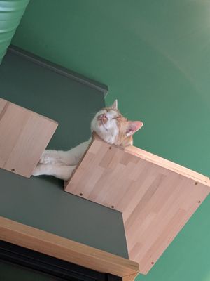  at Katzentempel - Leipzig Mitte in Leipzig