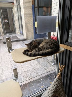  at Katzentempel - Leipzig Mitte in Leipzig