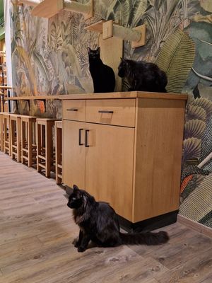  at Katzentempel - Leipzig Mitte in Leipzig