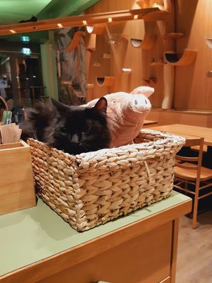  at Katzentempel - Leipzig Mitte in Leipzig