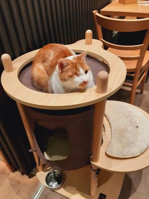  at Katzentempel - Leipzig Mitte in Leipzig