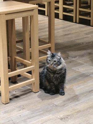  at Katzentempel - Leipzig Mitte in Leipzig