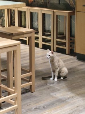  at Katzentempel - Leipzig Mitte in Leipzig