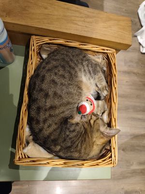  at Katzentempel - Leipzig Mitte in Leipzig