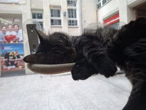  at Katzentempel - Leipzig Mitte in Leipzig