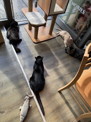   at Katzentempel - Leipzig Mitte in Leipzig
