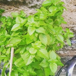  at Annie's in Rhodes