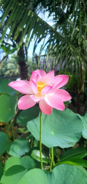  at Quoc Linh Eco Village Retreat in Hoi An