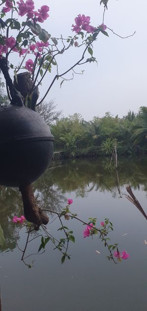 Flowers at #quoclinhecovillage retreat at Quoc Linh Eco Village Retreat in Hoi An