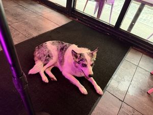 Dog friendly, with occasional professional friend!  at The Saucy Cow in Dublin