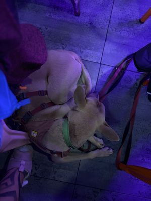   at The Saucy Cow in Dublin