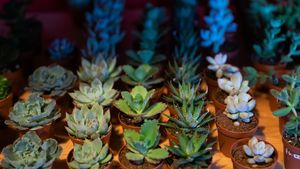  at Mae Mae Café in Bronx