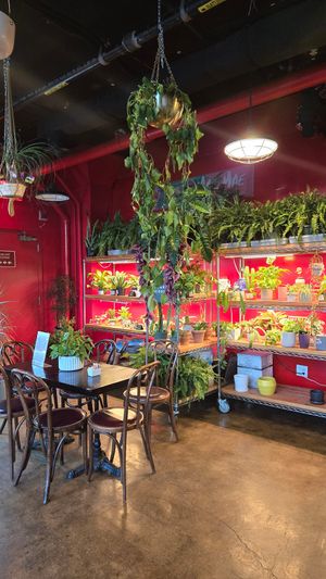  at Mae Mae Café in Bronx