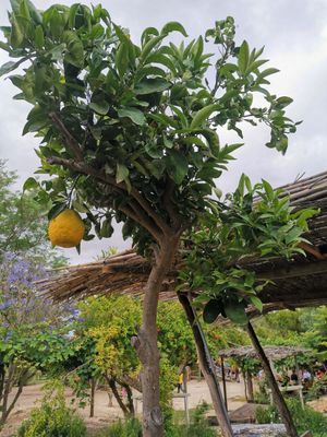 Alrededores at Miel Rancho Cortesano in Jerez