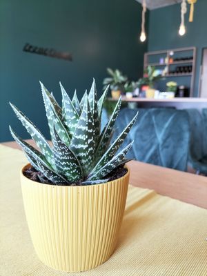 Wnętrze at Strąk Man in Banino