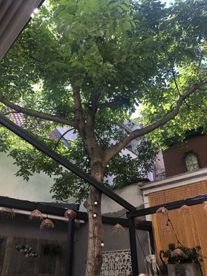 Achtertuin  at Lento in Antwerpen