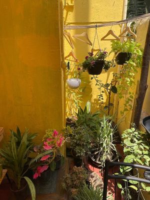 Garden  at Rose & Joe  in Mumbai