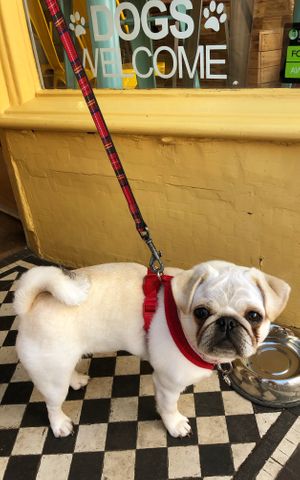 Dogs VERY welcome! at Rising Tide in Brighton