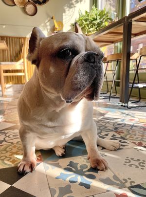   at VIBE Plant Based Cafe & Restaurant in Douglas