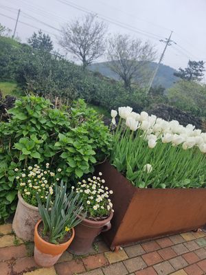  at Indian Kitchen in Jeju