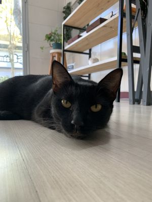   at Mundo Vegano in Colonia Del Sacramento