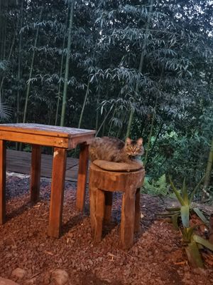 Pet friendly at Quelite in Coatepec