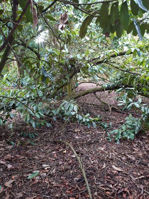 Grounds at World Peace Cafe in Northampton