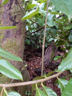 Grounds at World Peace Cafe in Northampton