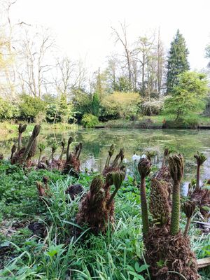 The lake in the grounds at World Peace Cafe in Northampton