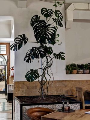 Monstera  at Pali Pali Alameda in Mexico City