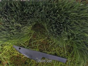 Freshly cut wheatgrass juice on Wednesdays (regular wheatgrass all week..) at Neroli in Tel Aviv