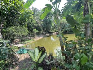 🌳  at Ing Thammachard in Prachinburi