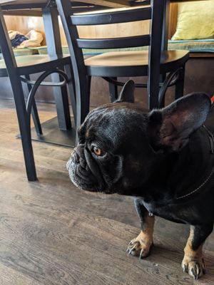 Dog friendly at Green Way - Food For Life in Sopot